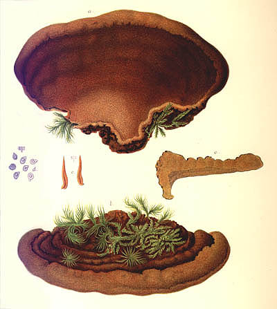 Phellinus pini