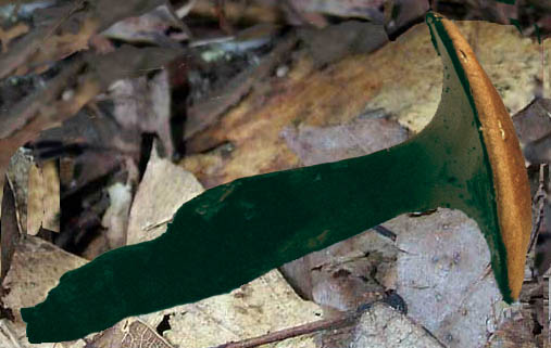 Polyporus radicatus