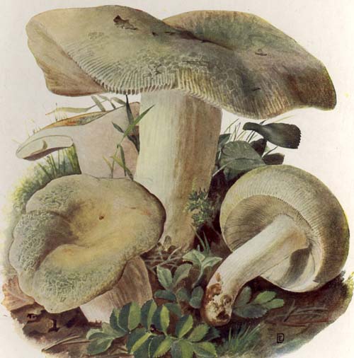 Russula virescens