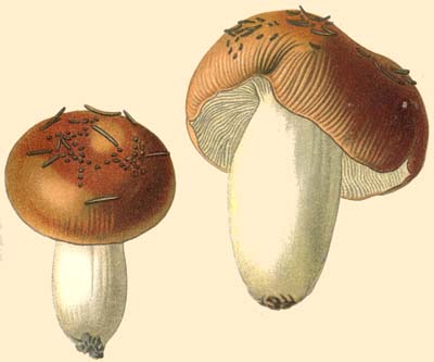 Russula mutabilis