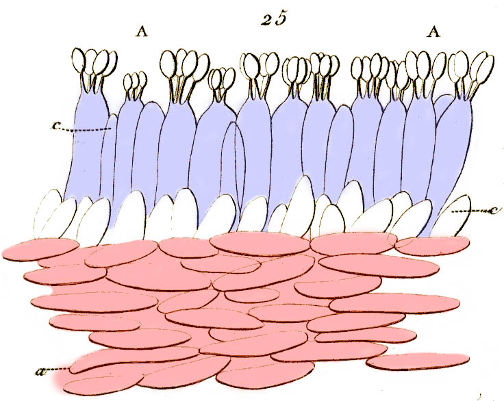 Hygrophoraceae