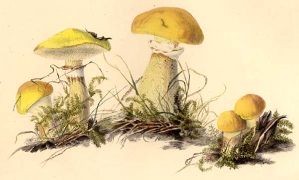 Suillus luteus