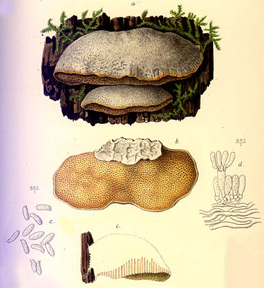 Trametes suaveolens