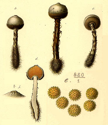 Tulostoma  brumale