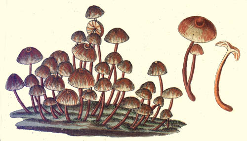 Xeromphalina campanella