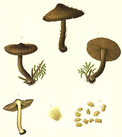 Inocybe calospora