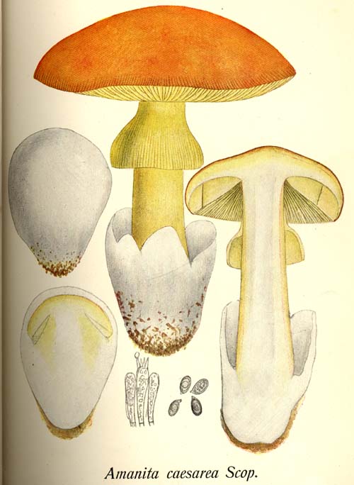 Amanita caesarea