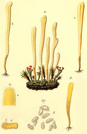 Clavaria