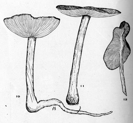 Xerula megalospora