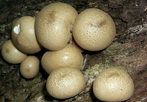 Lycoperdon pyriforme