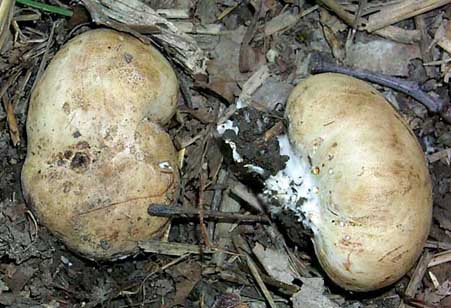 Scleroderma cepa