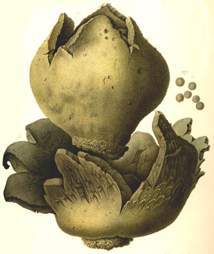 Scleroderma geaster