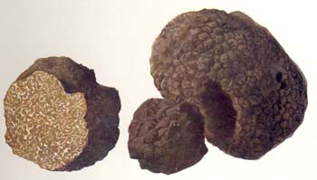 Tuber
