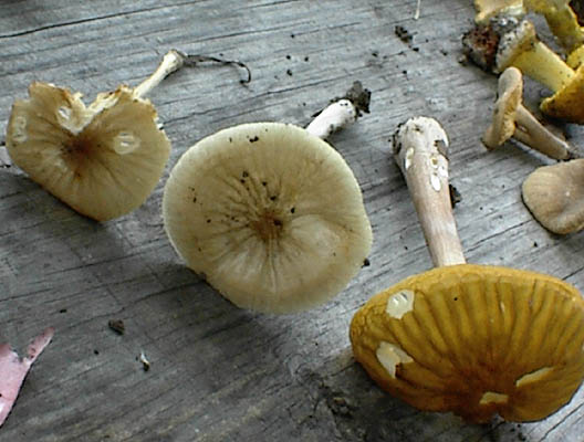 Xerula megalospora