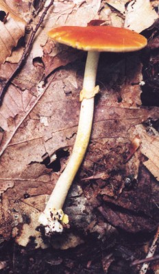 Amanita flavoconia, side view
