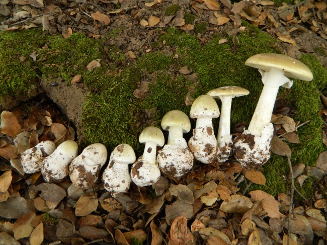 Amanita phalloides in various stages of growth
