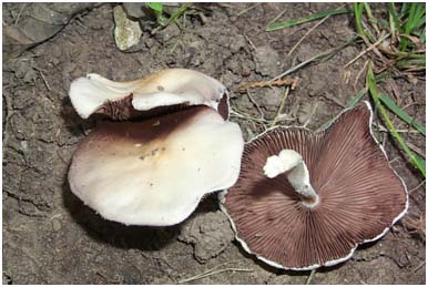 Spore Print Color Chart