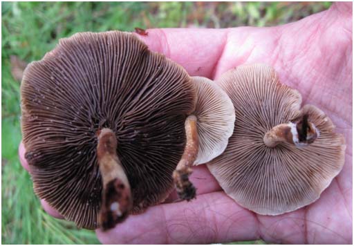 Spore Print Color Chart