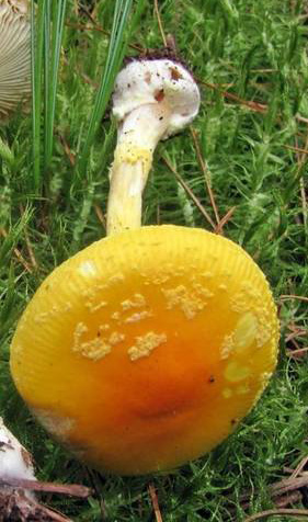 Amanita frostiana, still young and fully colored Photo by Eric Smith