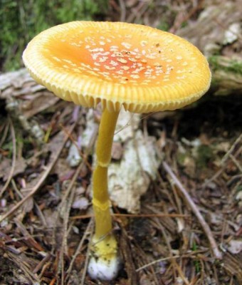 Amanita frostiana, with cap still reddish in the center and orange elsewhere, but the cap flakes have faded to white in the sun. Photo by Eric Smith