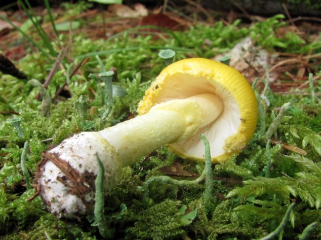 Young A. frostiana, showing distinctly rimmed basal bulb and cap that is striate even at this early stage of life Photo by Eric Smith