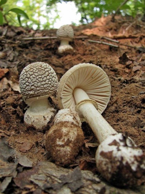 The buttons of A. multisquamosa have more of the dark brown on the cap. Photo by Eric Smith
