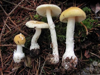 Amanita russuloides: pale capped and quite small Photo by Eric Smith