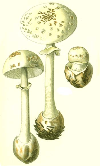 An example of bad mushroom identification in standard German field guides of 100-150 years ago: this is a pretty good illustration of Amanita citrina, labeled Amanita phalloides.