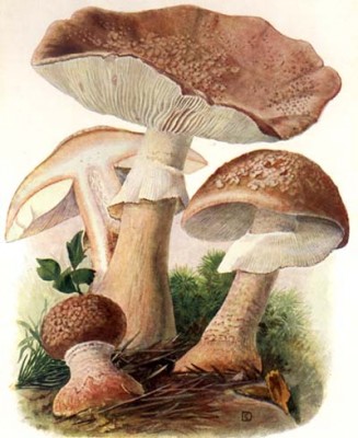 The European A. rubescens, the edible "perlenpilz" (pearl-mushroom) Illustration from Eugen Gramberg's Pilze userer Heimat (1936)
