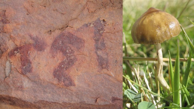 Comparison of painted mushroom with present-day P. hispanica, showing the bent stem Photo of Psilocybe by Ignacio Serál