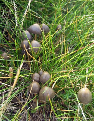 Broad-capped Psilocybe semilanceata from nearby Spai.n Photo by Ignacio Serál