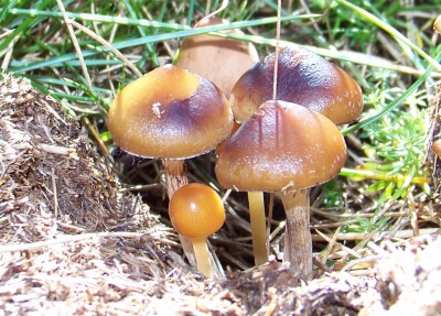 A cluster of Psilocybe hispanica in horse dung. The caps are light brown, and some of them are showing dark purplish spore deposits dropped by other mushrooms in the group. Photo by Ignacio Serál