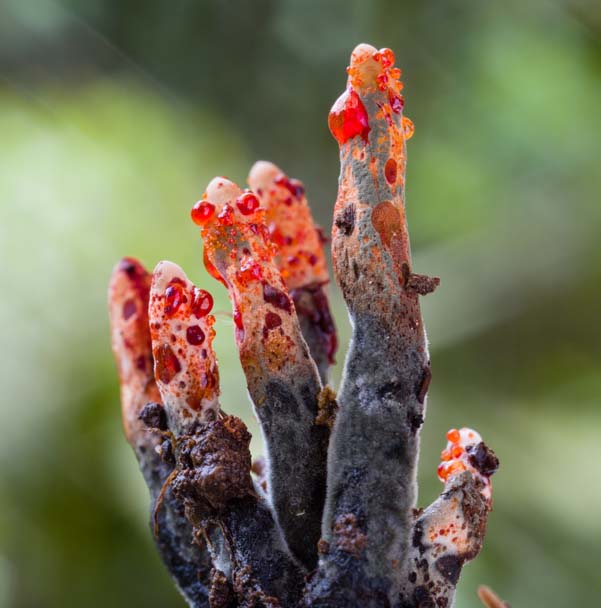 Xylaria globosa, photo Danny Newman
