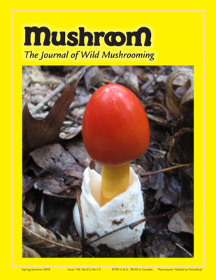 (c) Mushroomthejournal.com